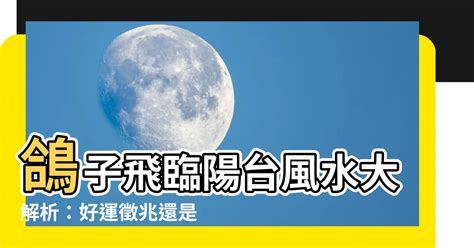 鴿子飛到陽台風水|【鴿子飛來風水】鴿子飛來「陽台」風水！成羣來訪、築巢生蛋，。